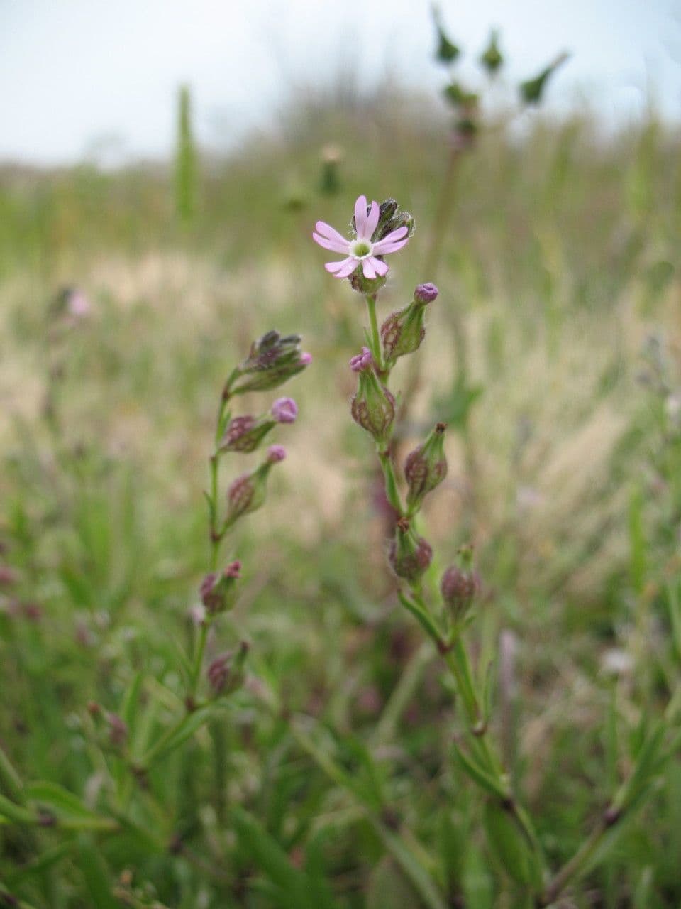 Silene 7