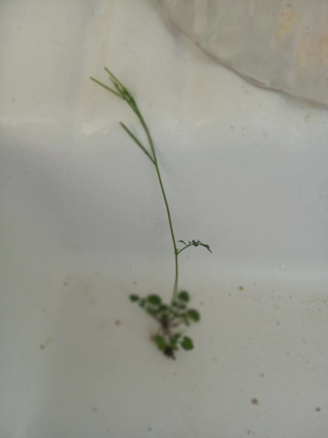 Cardamine parviflora 14