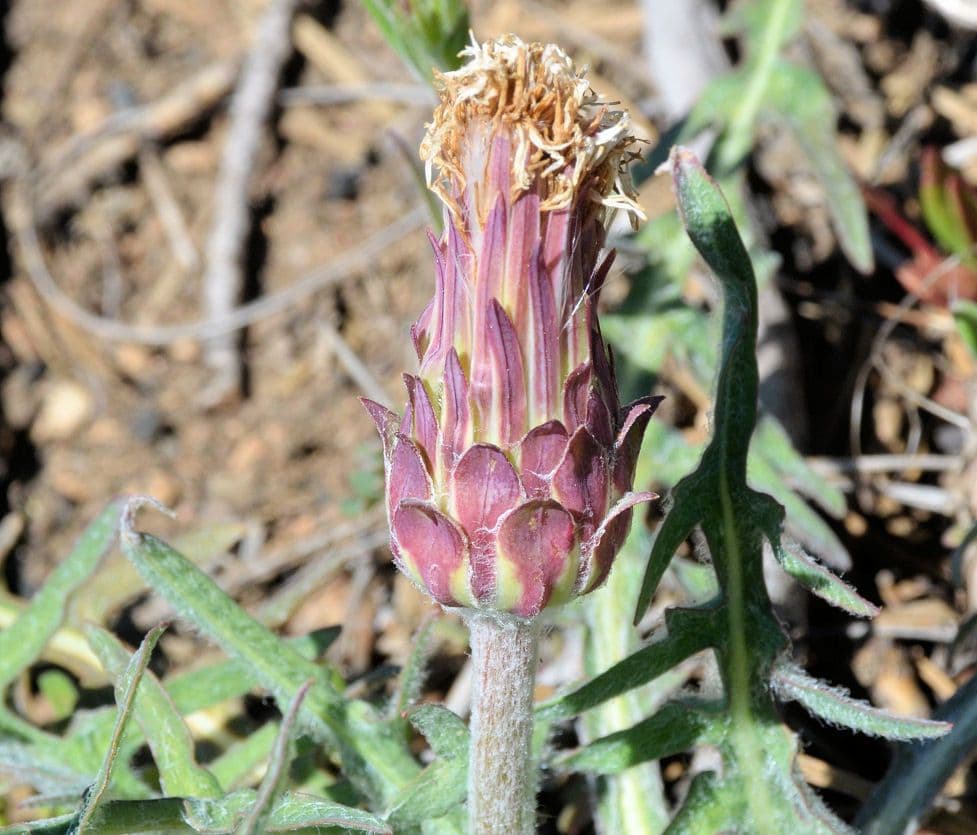 Agoseris retrorsa 10