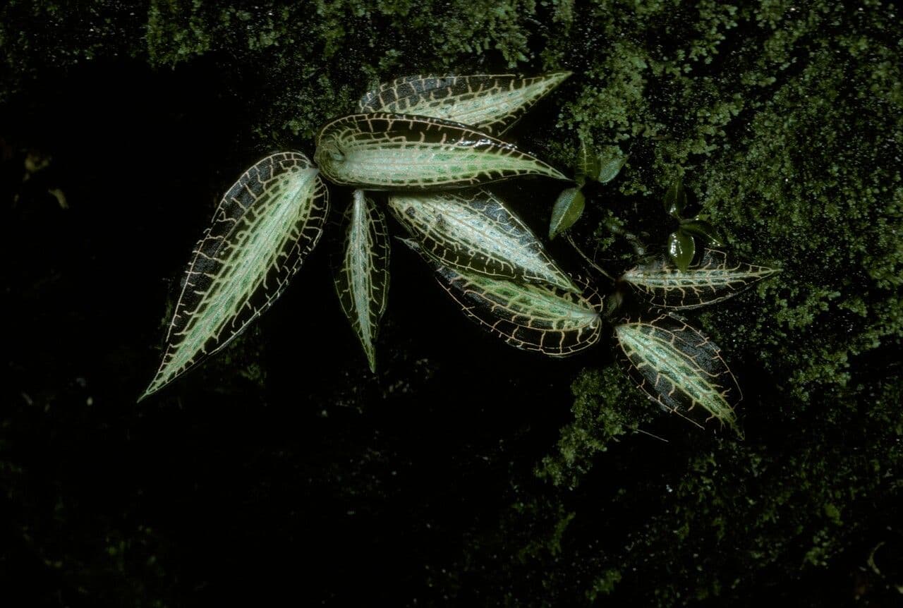 Anoectochilus
