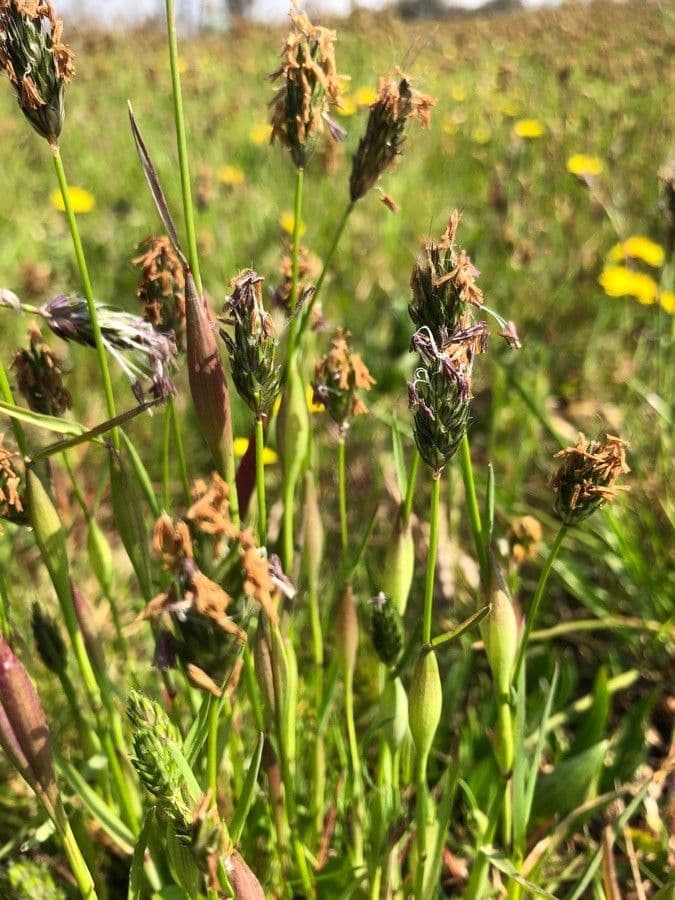 Rendle's meadow foxtail