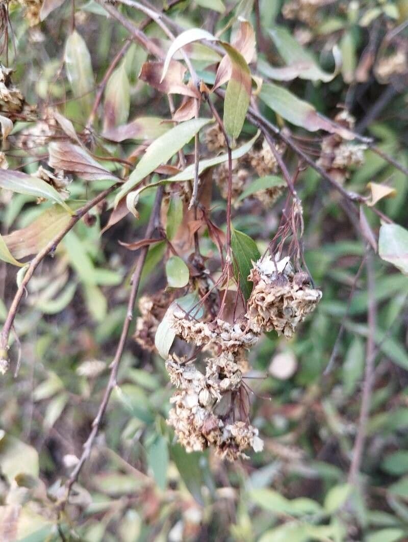 Reeve's spiraea 3