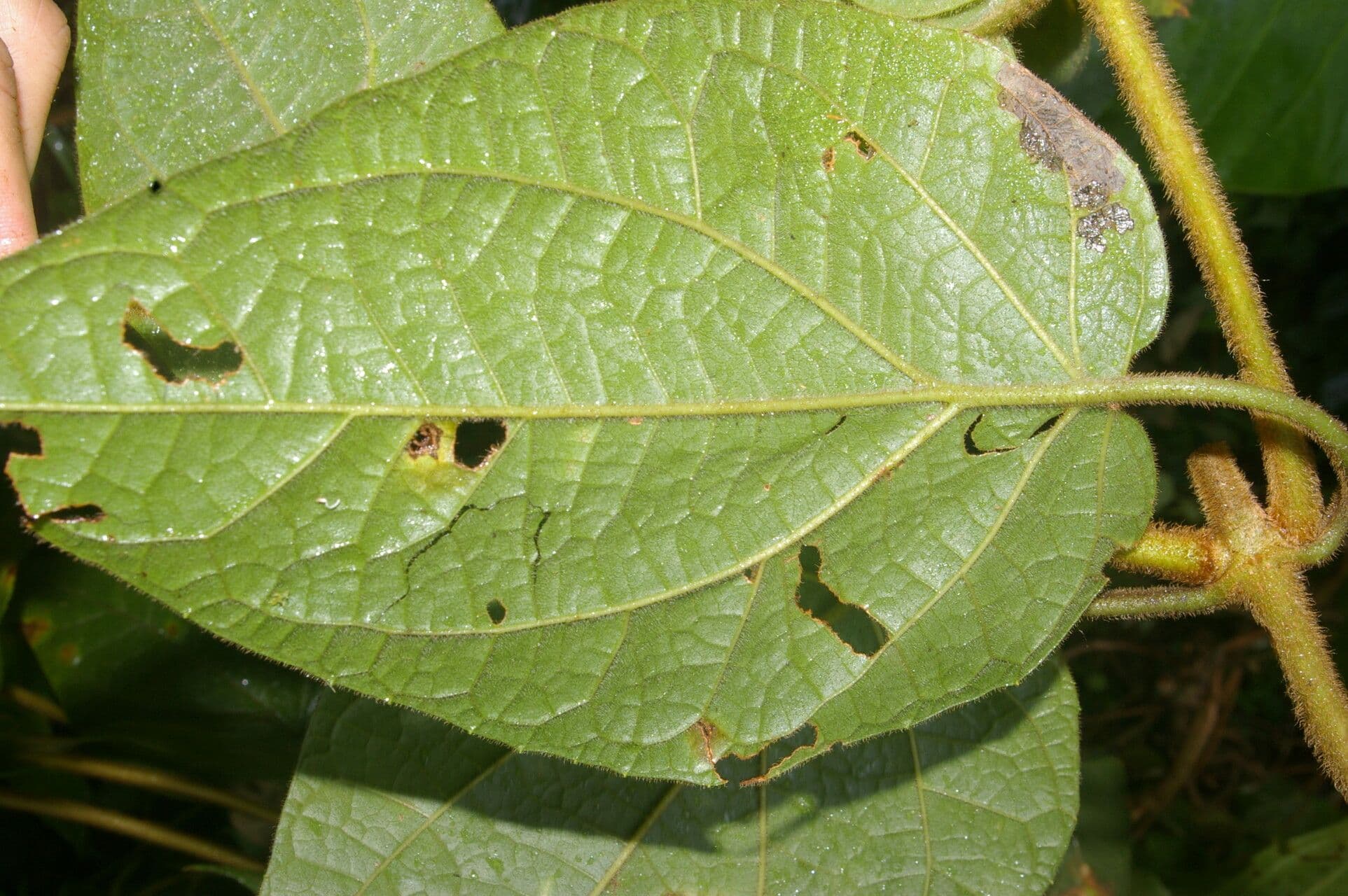 Mikania banisteriae