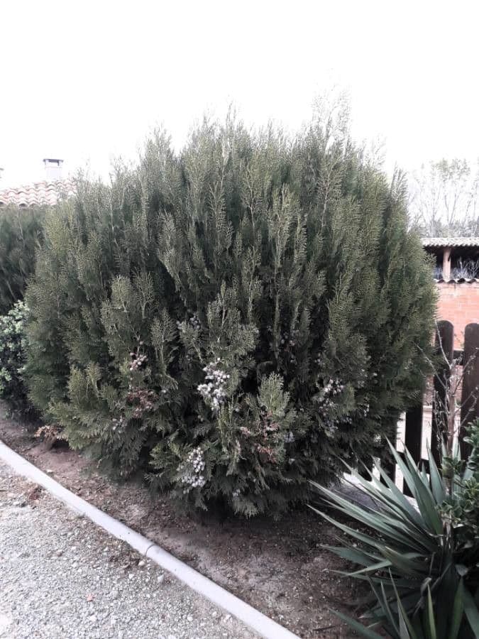 Arborvitae oriental 15