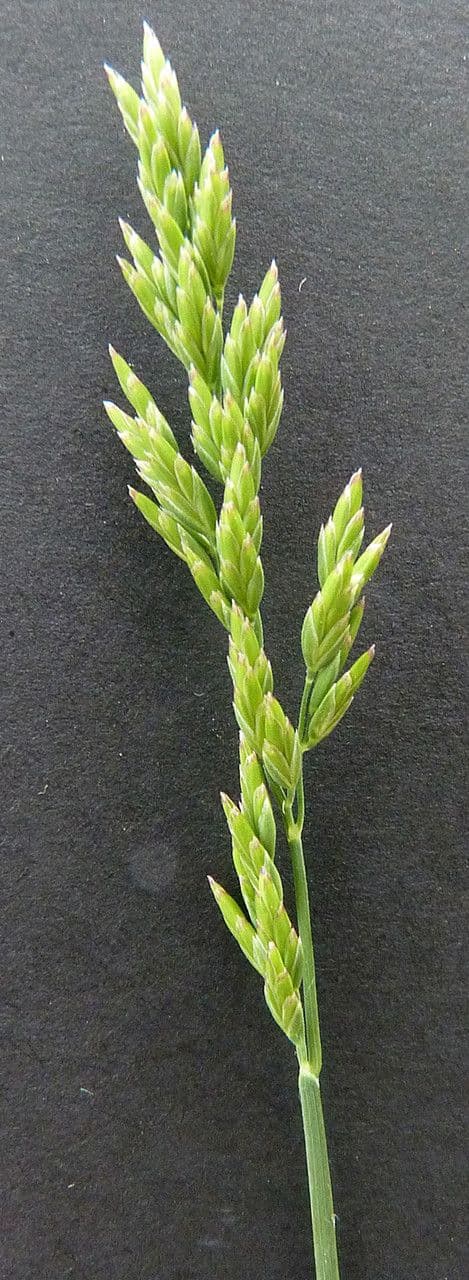 Fienarola compressa 29