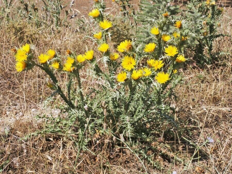 Cardo dorato 3