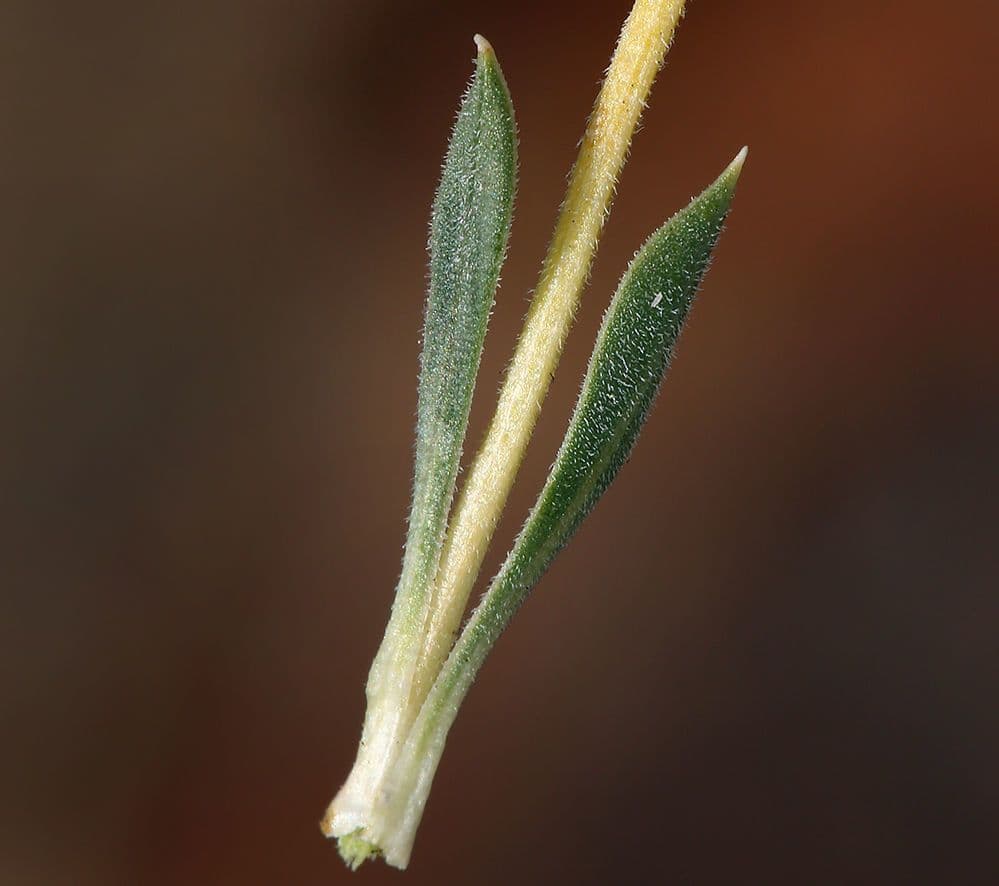 Stenotus acaulis 20