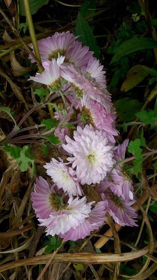 Callistephus chinensis 11