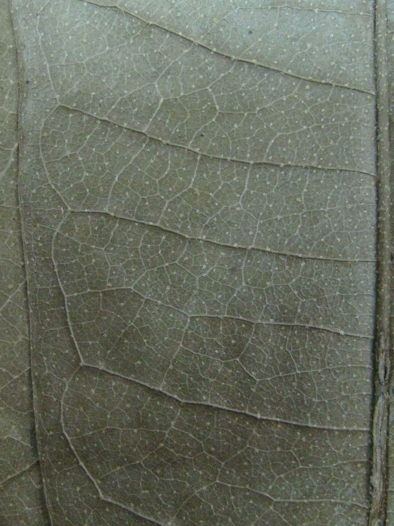 Duguetia 4