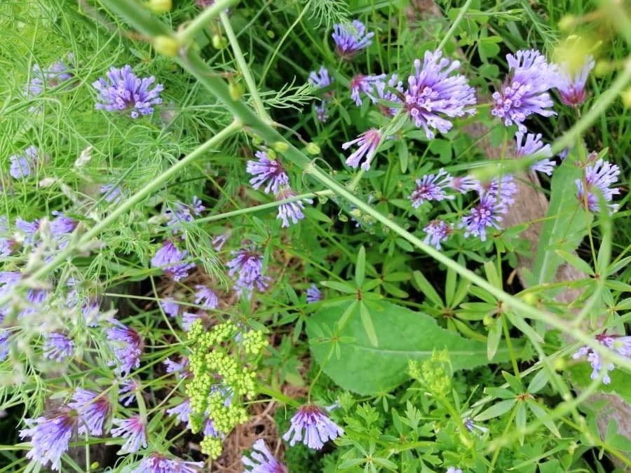 Asperula 7