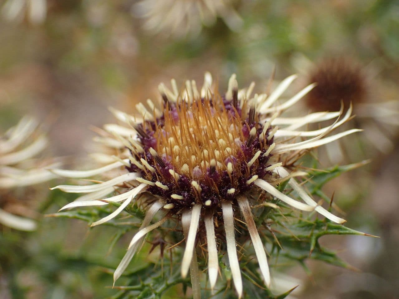 Carlina comune 9
