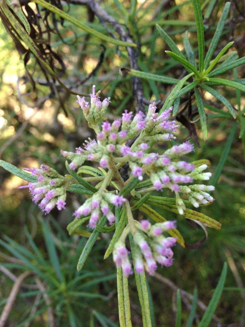 Monarrhenus 2
