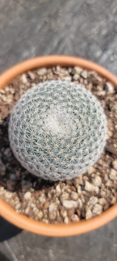 Mammillaria 7