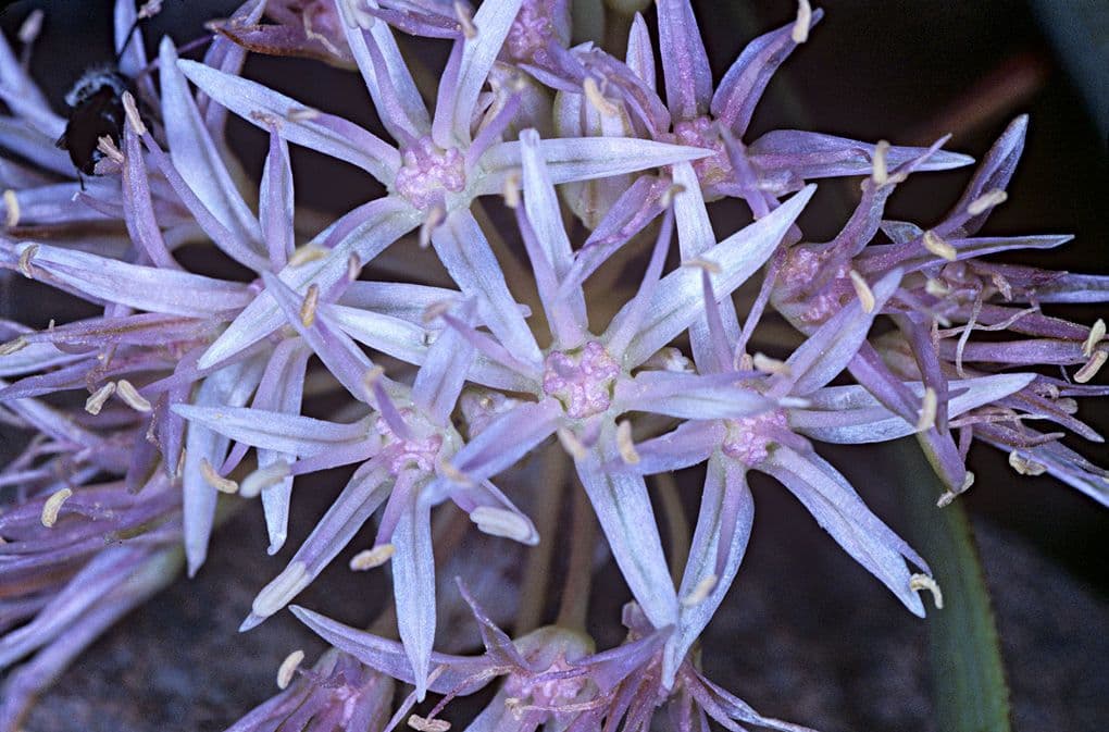 Cebula dwulistna 5