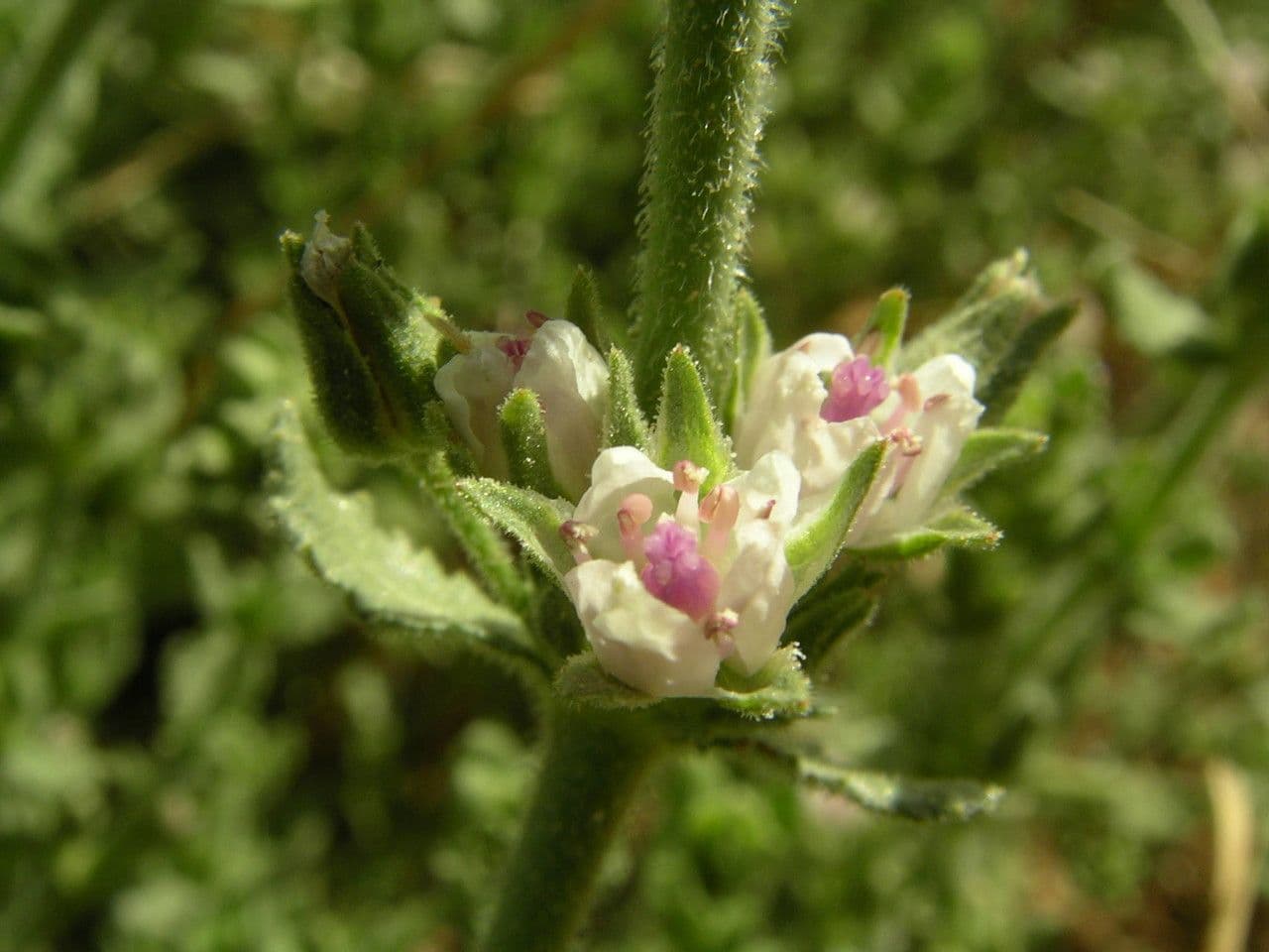 Bergia 2