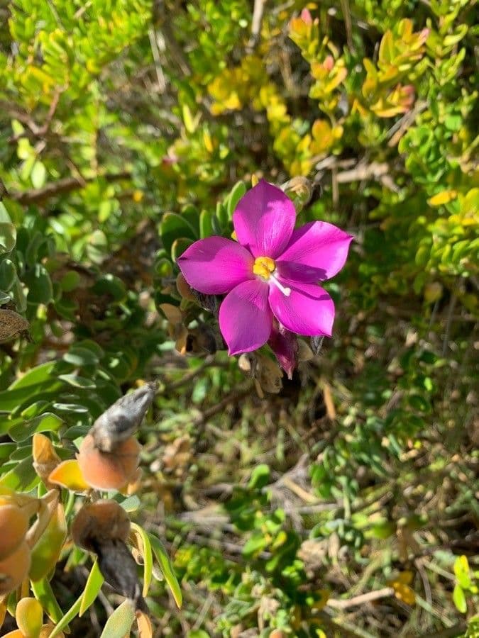 Orphium