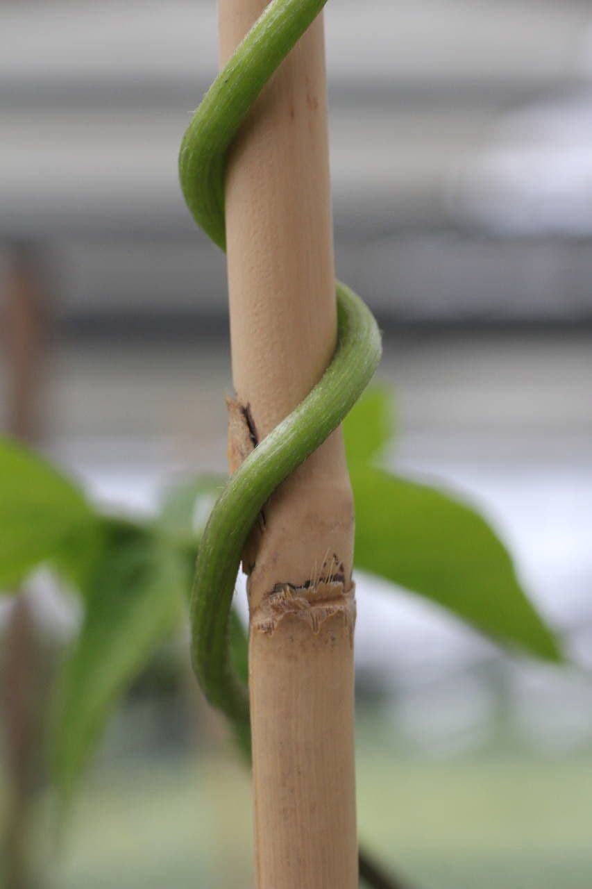 Runner bean 25