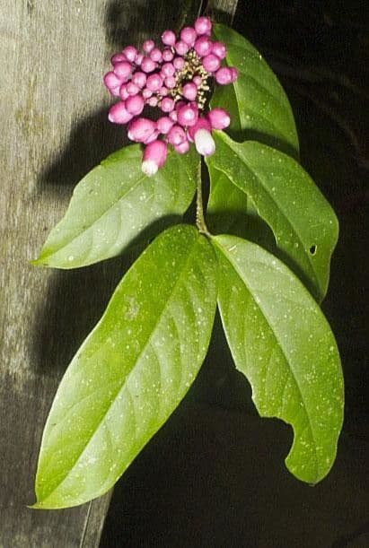 Schlegelia 7