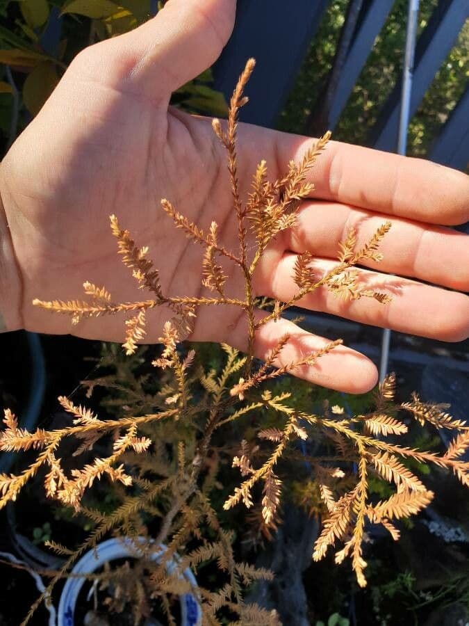 Dacrycarpus dacrydioides 9