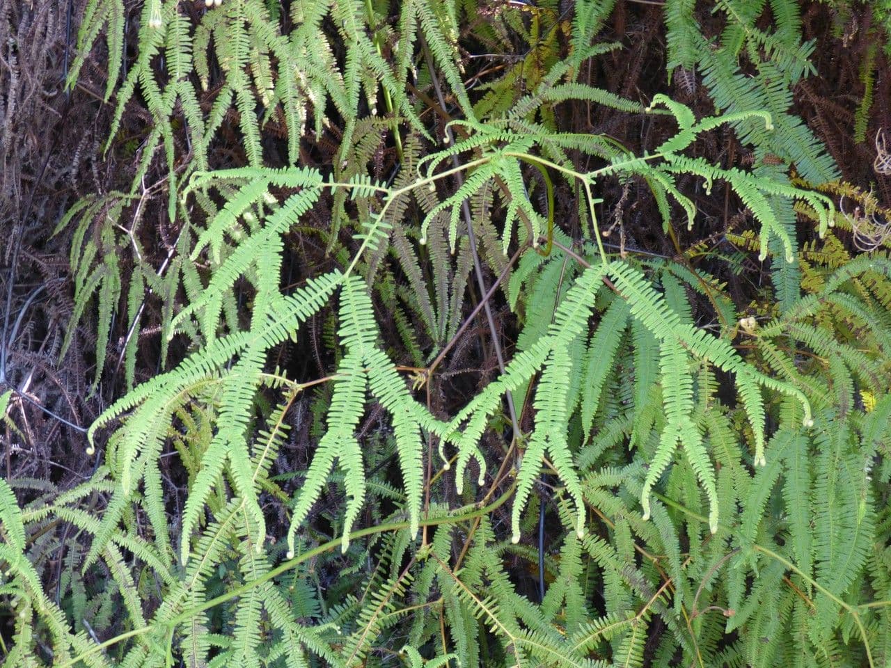 Sticherus 7