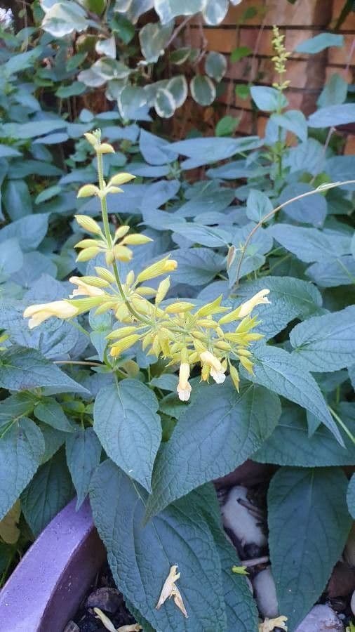 Salvia 3
