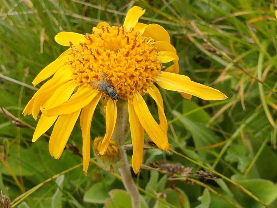 Arnica gemela 2