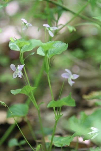 Viola del Labrador 9