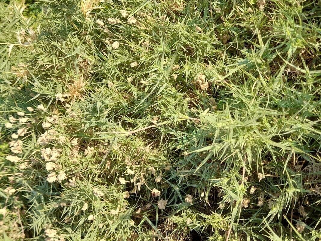 Aeluropus lagopoides 18