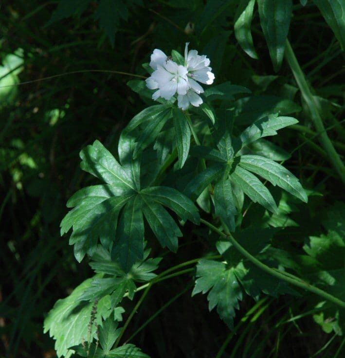 Malva 4