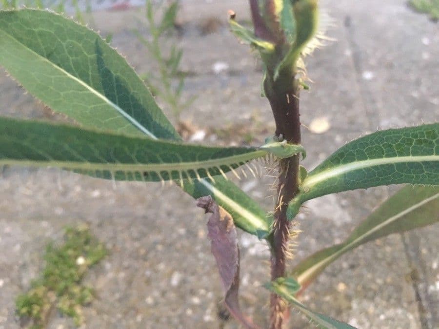 Lechuga amarga 21
