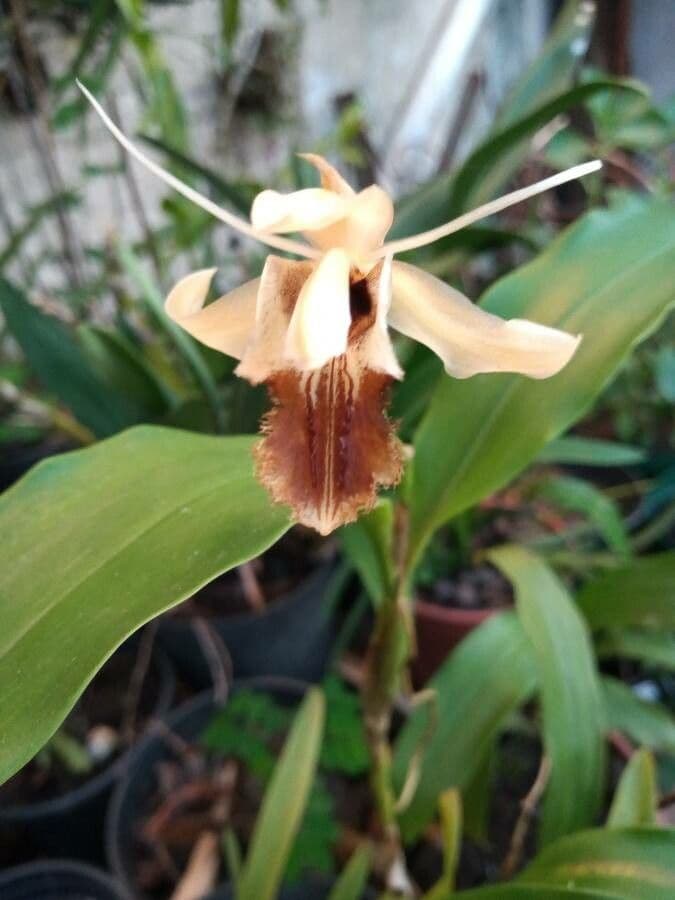 Bärtige Coelogyne