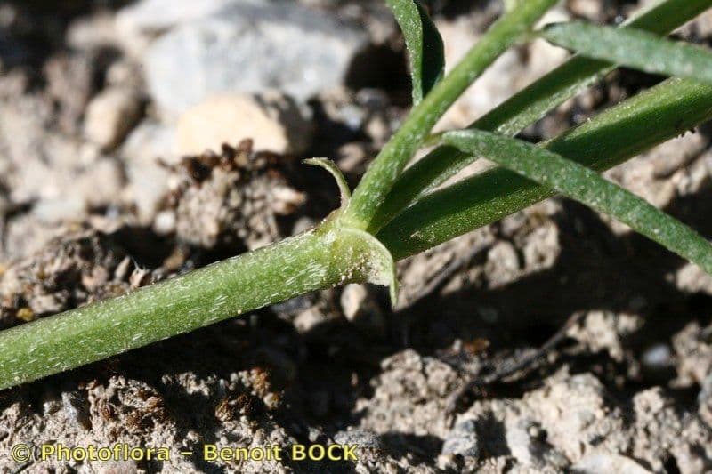 Astragalo austriaco 21