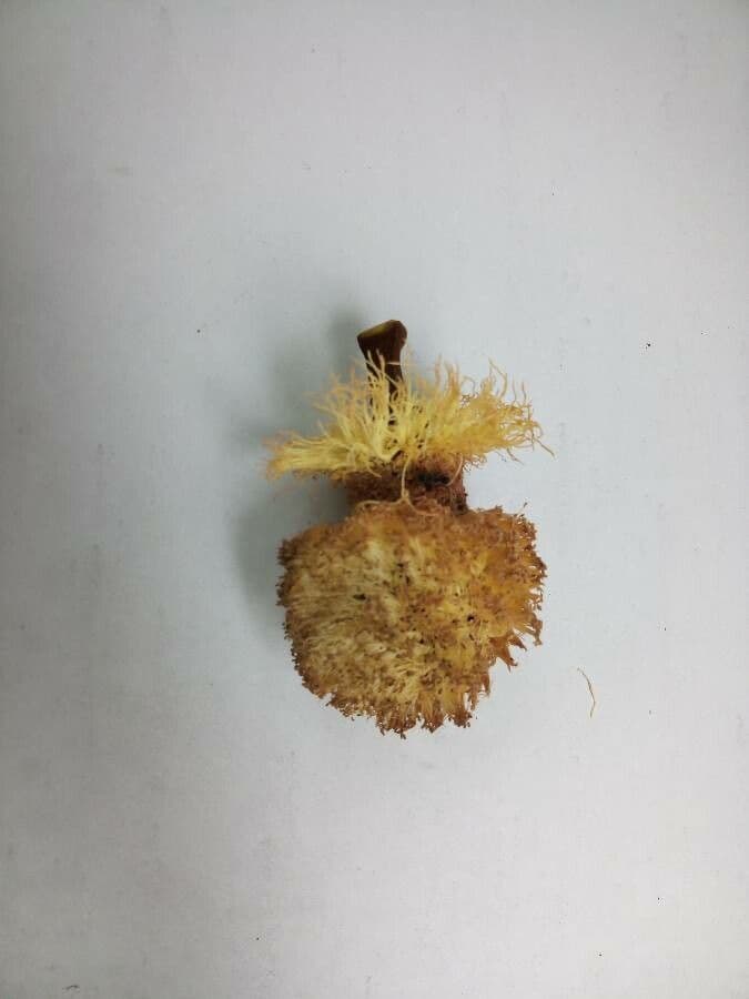 Parkia nitida
