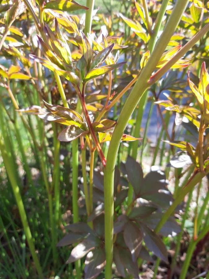 Echte Pfingstrose 25