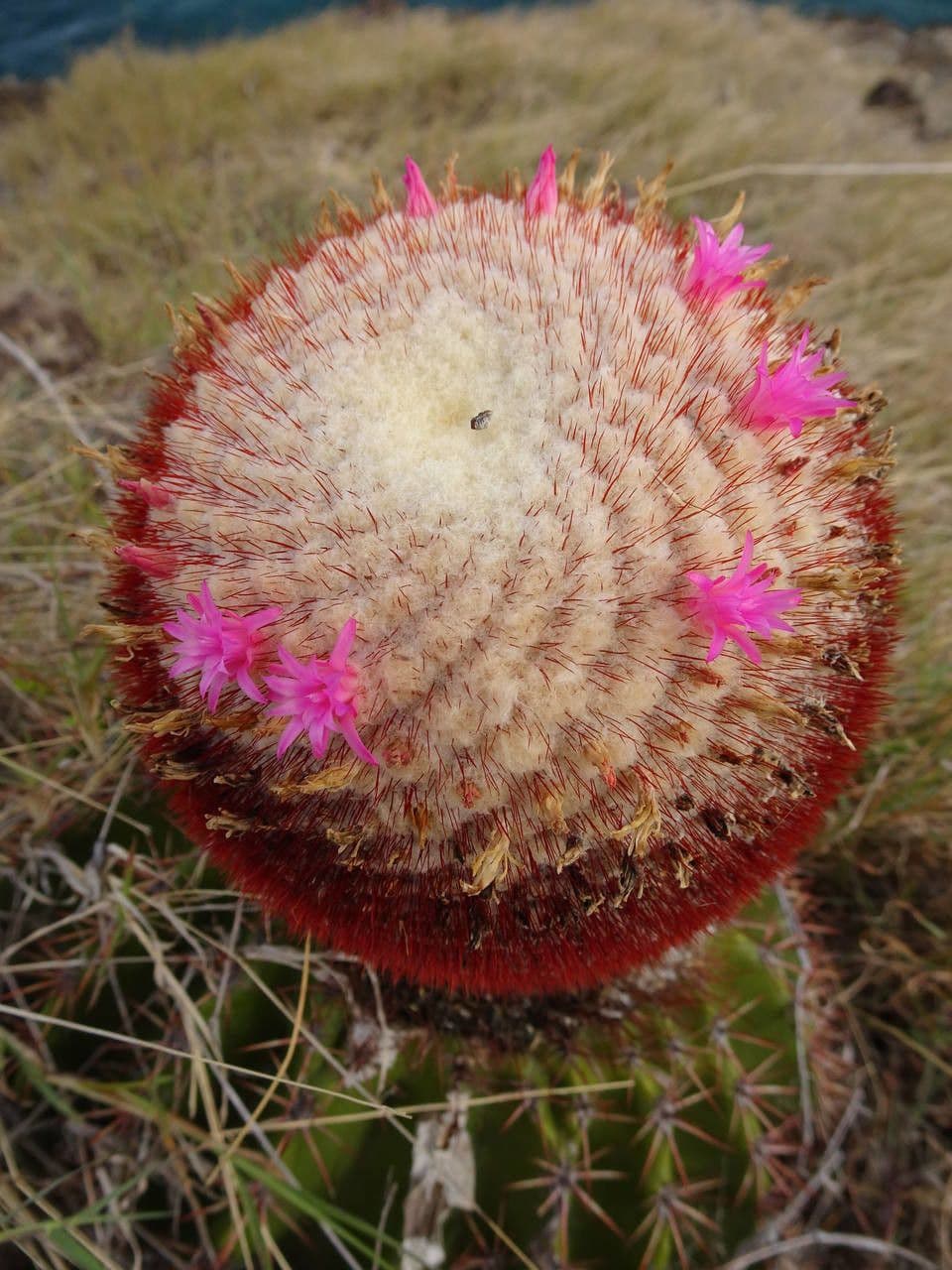 Melocactus 4