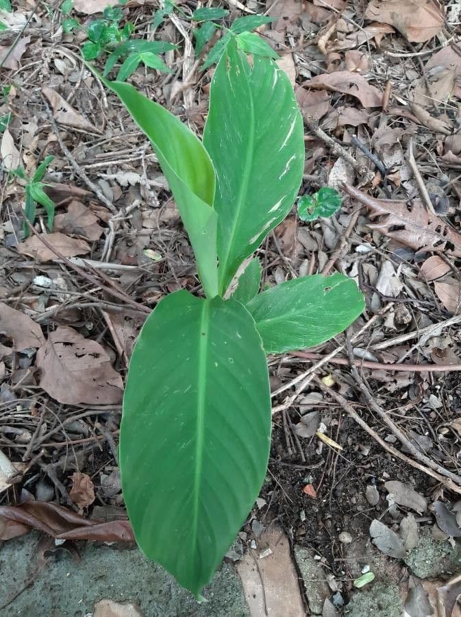 Canna glauca 16