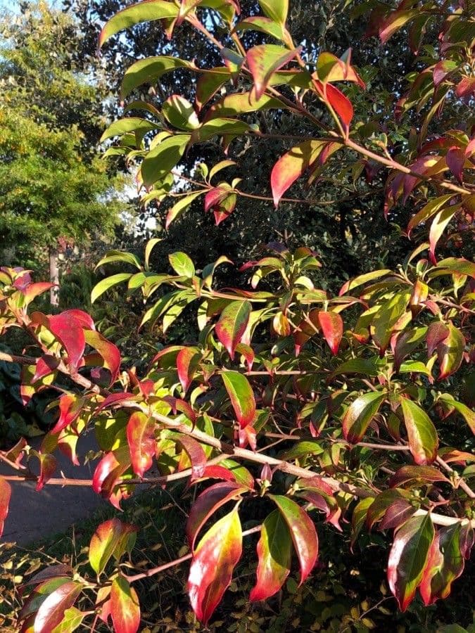 Cornus 10