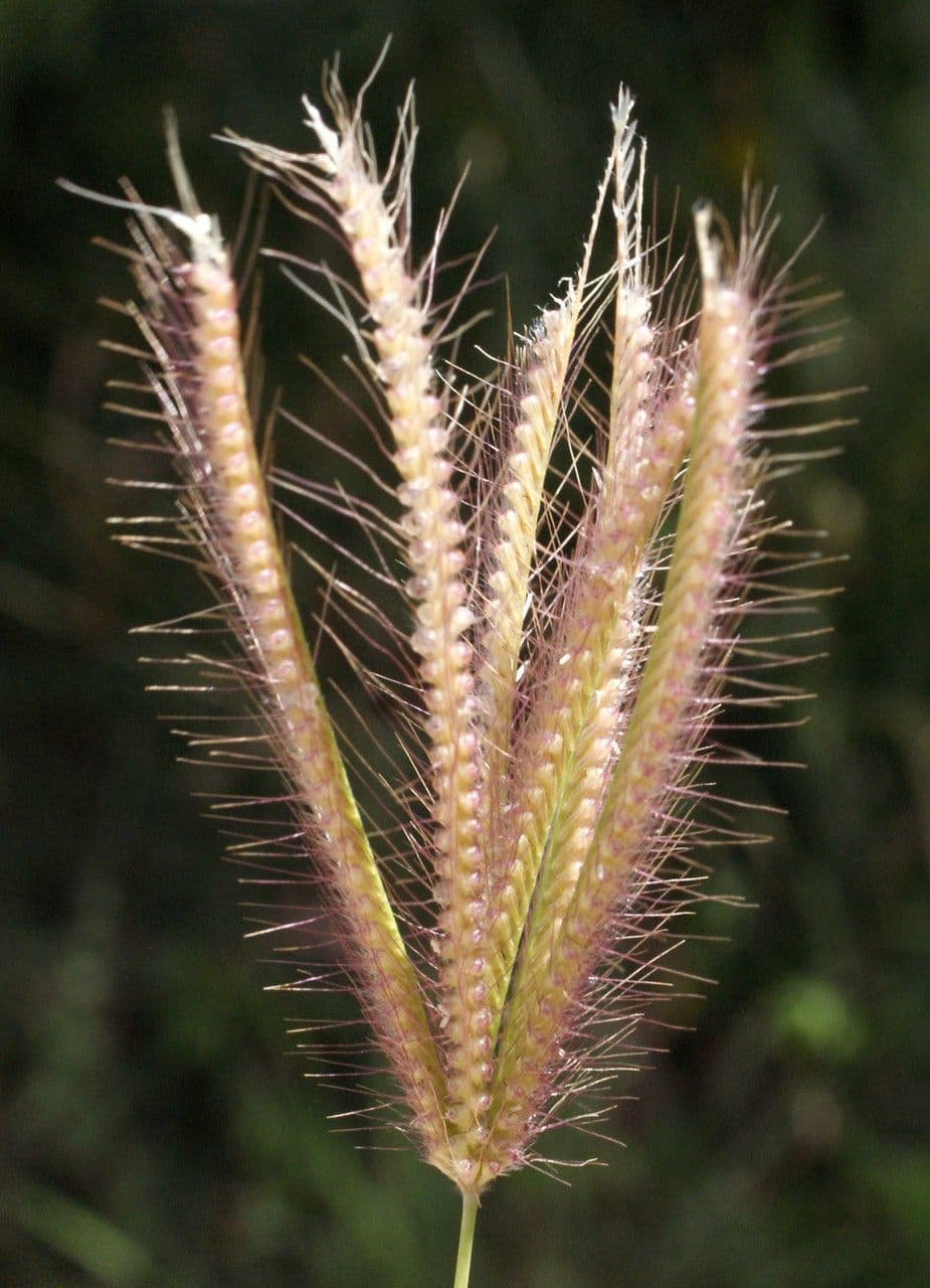 Chloris barbata 4