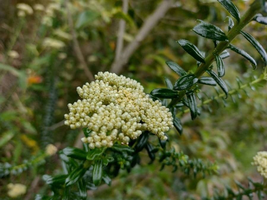 Cassinia denticolata 3