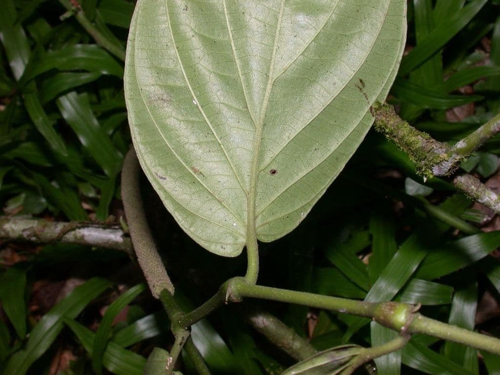 Pfeffer 4