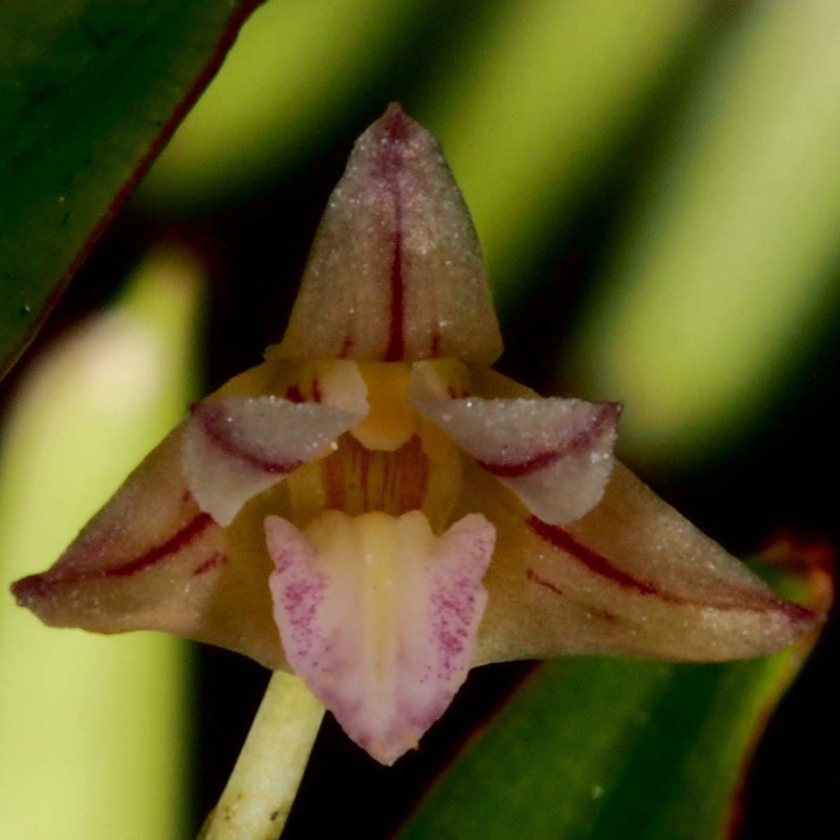 Dendrobium 6