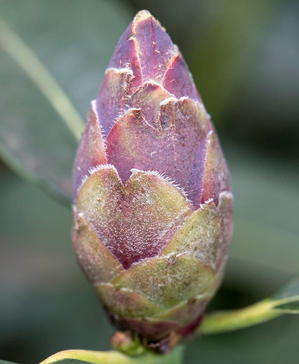 Rhododendron 22