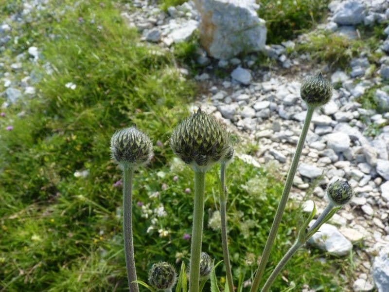 Cephalaria alpina 10