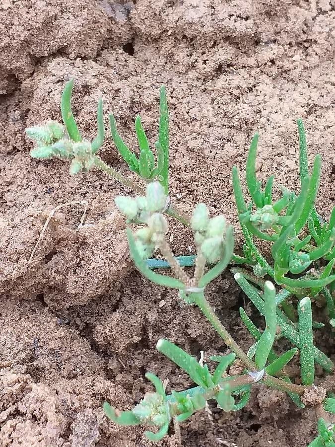 Spergularia marina 6