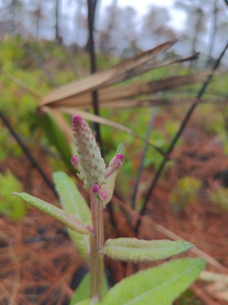 Pterocaulon
