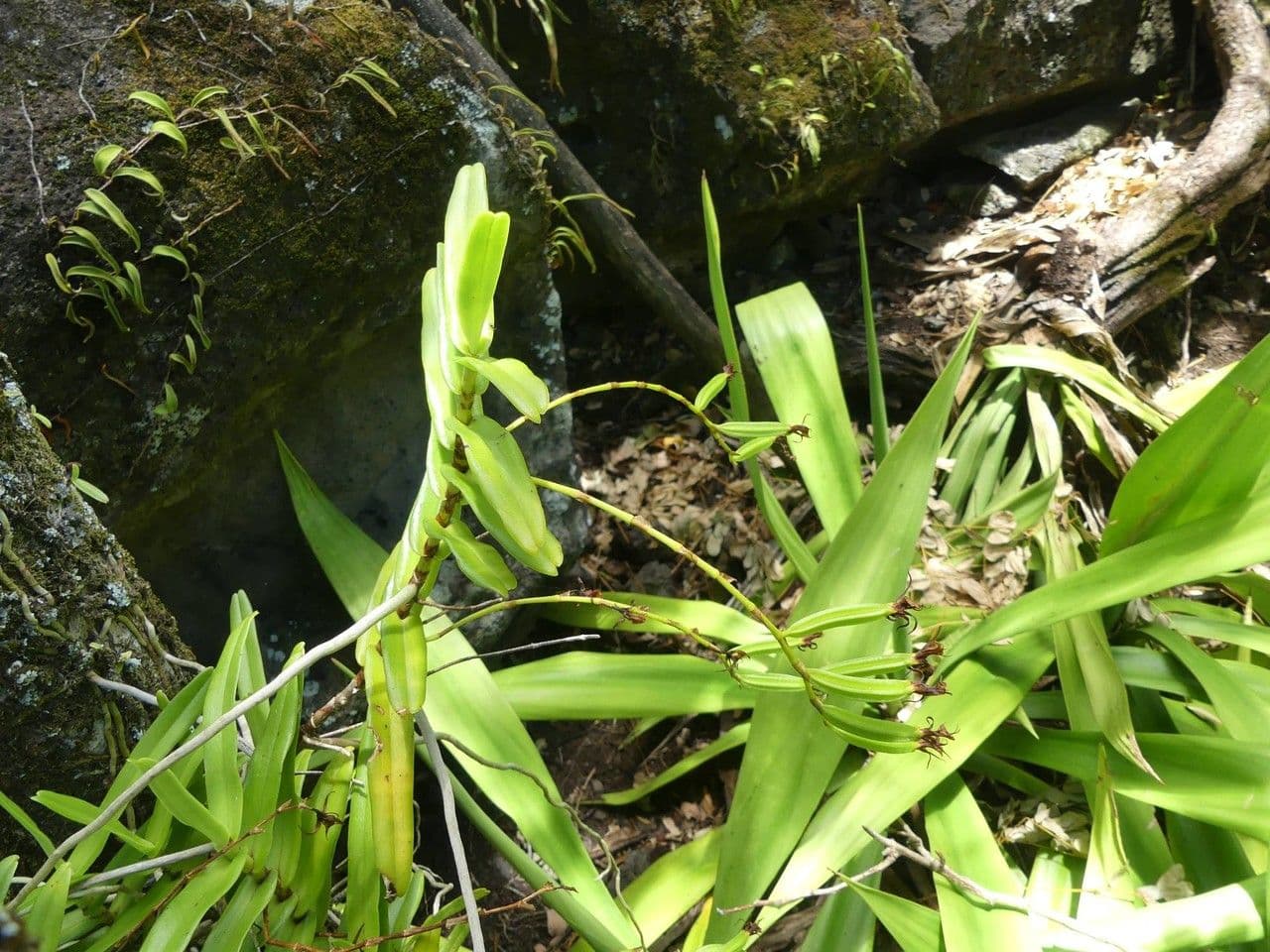 Oeoniella 7