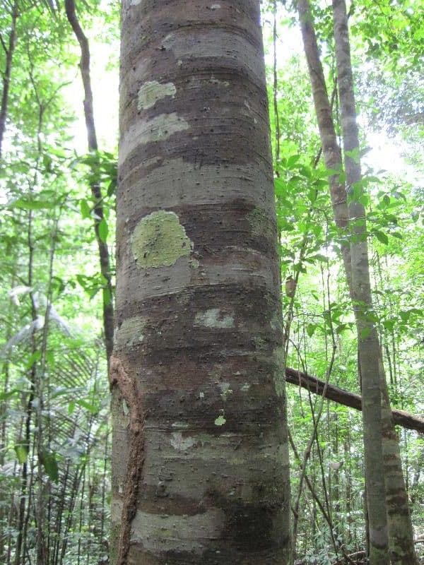 Ceanothusblättrige Ocotea 2