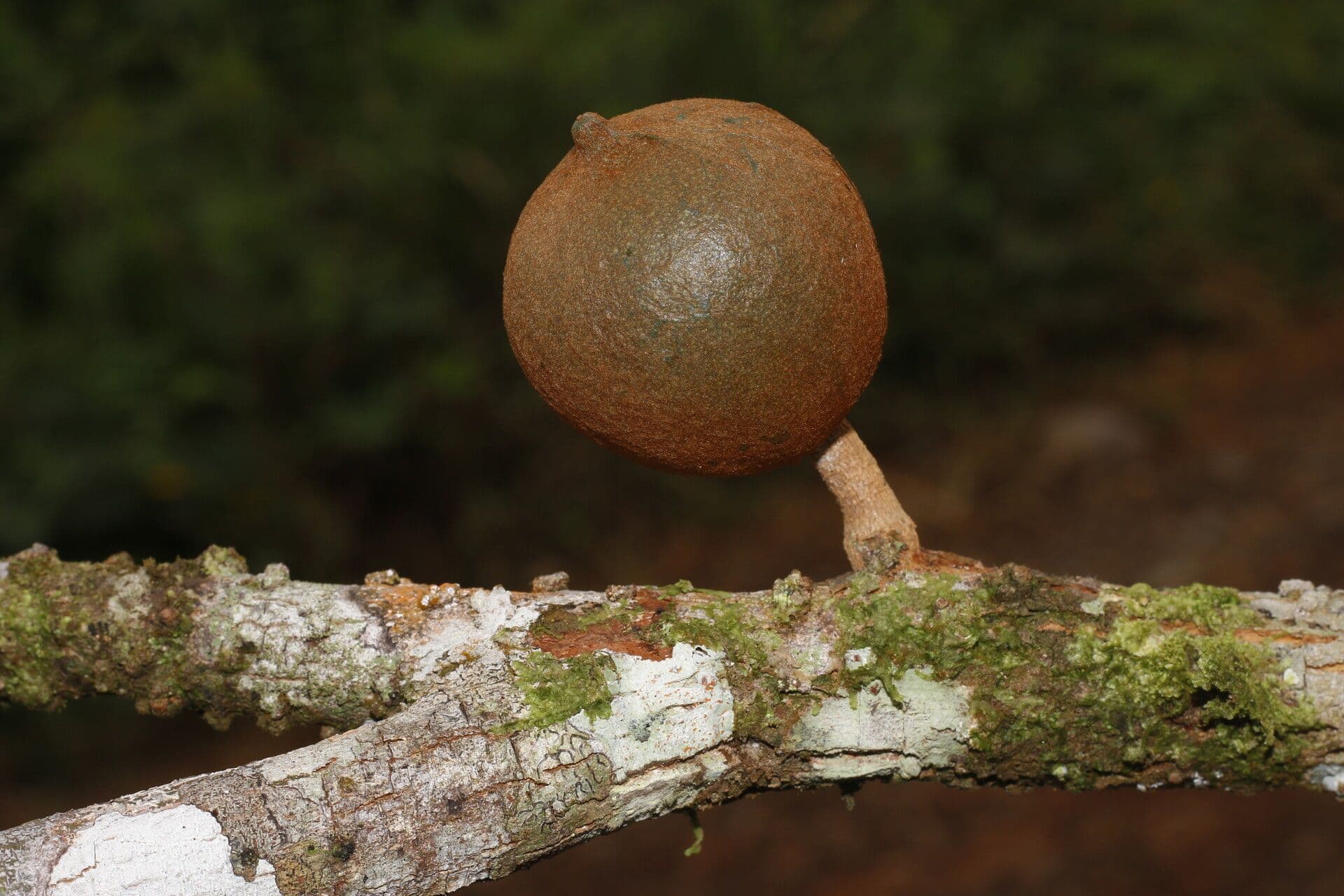 Chrysophyllum 3