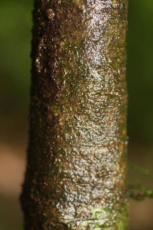 Palicourea 8