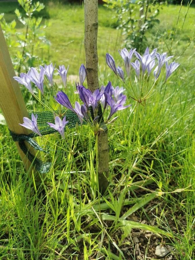 Triteleia laxa 21